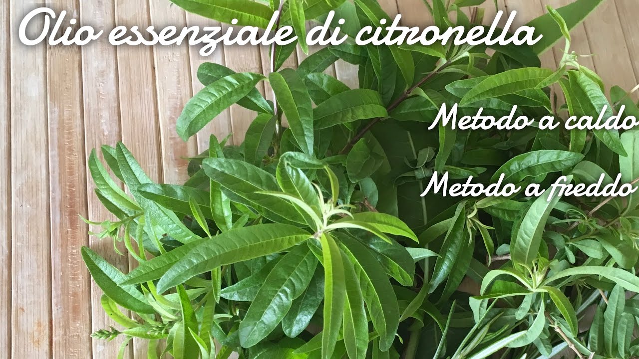 Antiparassitario fatto in casa a base di olio essenziale di Citronella