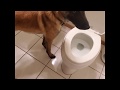 Dog peeing in toilet Viral video