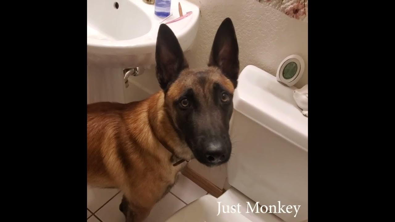 Dog peeing in toilet Viral video