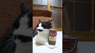 濃厚ココア 260319 #のせ猫  #cat  #cute  #kitten  #cutecat  #kitty  #animals  #pets  #猫のいる暮らし  #ねこ