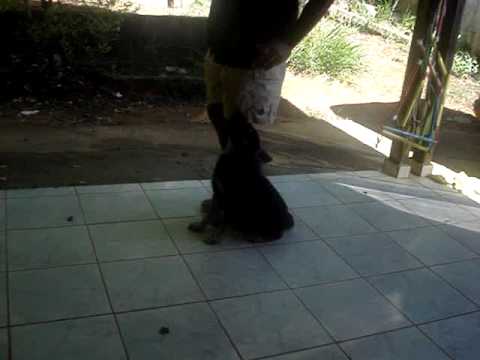 Caio work dogs - Dublê do Caio work dogs - obedience schutzhund commands