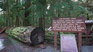 Cathedral Grove (Big Tree Trail) | MacMillan Provincial Park, British Columbia ・ 4K HDR