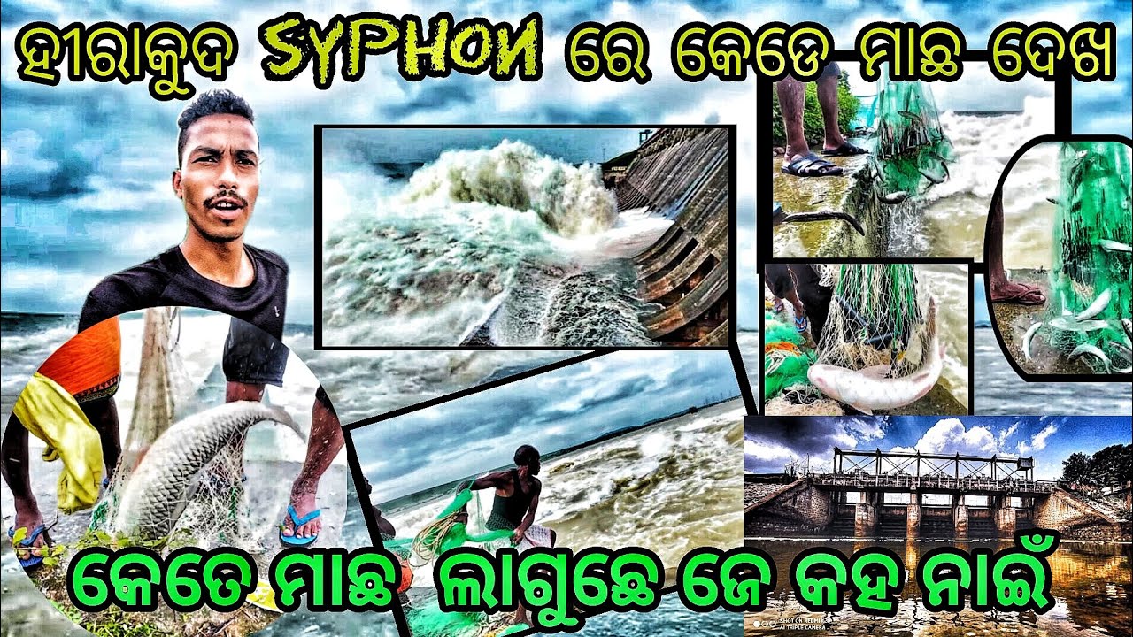 HIRAKUD DAM  ରେ କେନ୍ତା ମାଛ ଧରୁଛନ ଦେଖି ନି ବେଳେ ଦେଖି ପକ how to Daily fishing in syphon #5 on Trending
