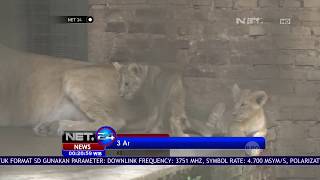 3 Anak Singa Afrika Berusia 2 Bulan - NET24