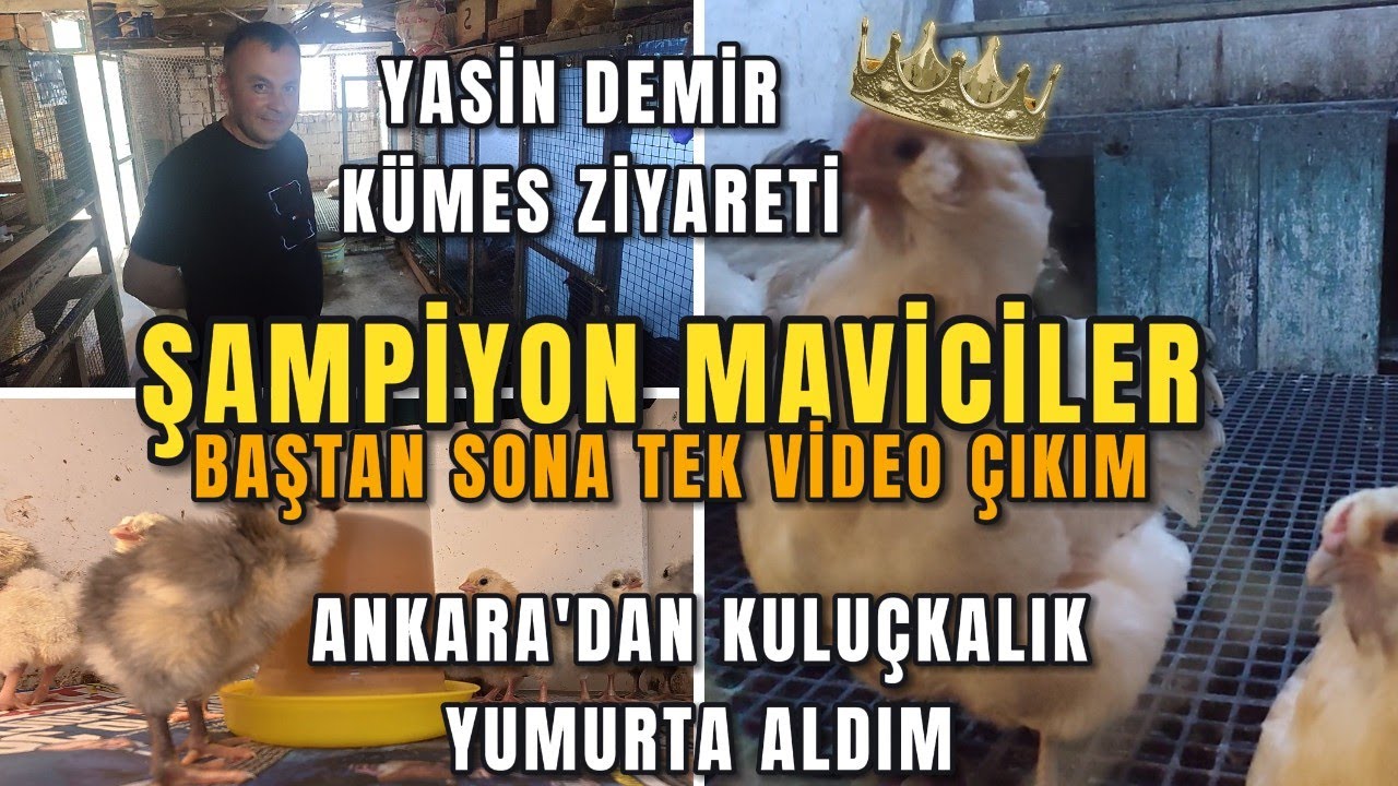 Bu Tavukların Hepsi Şampiyon - Ankara'dan Kuluçkalık Mavi Yumurta Aldık -Yasin Demir Kümes Ziyareti