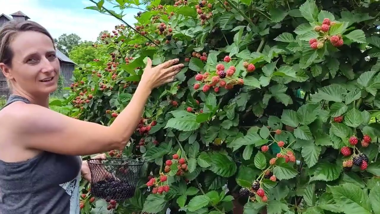 Summer's Sweetness- Blackberries! #growningberries #hooptrellis