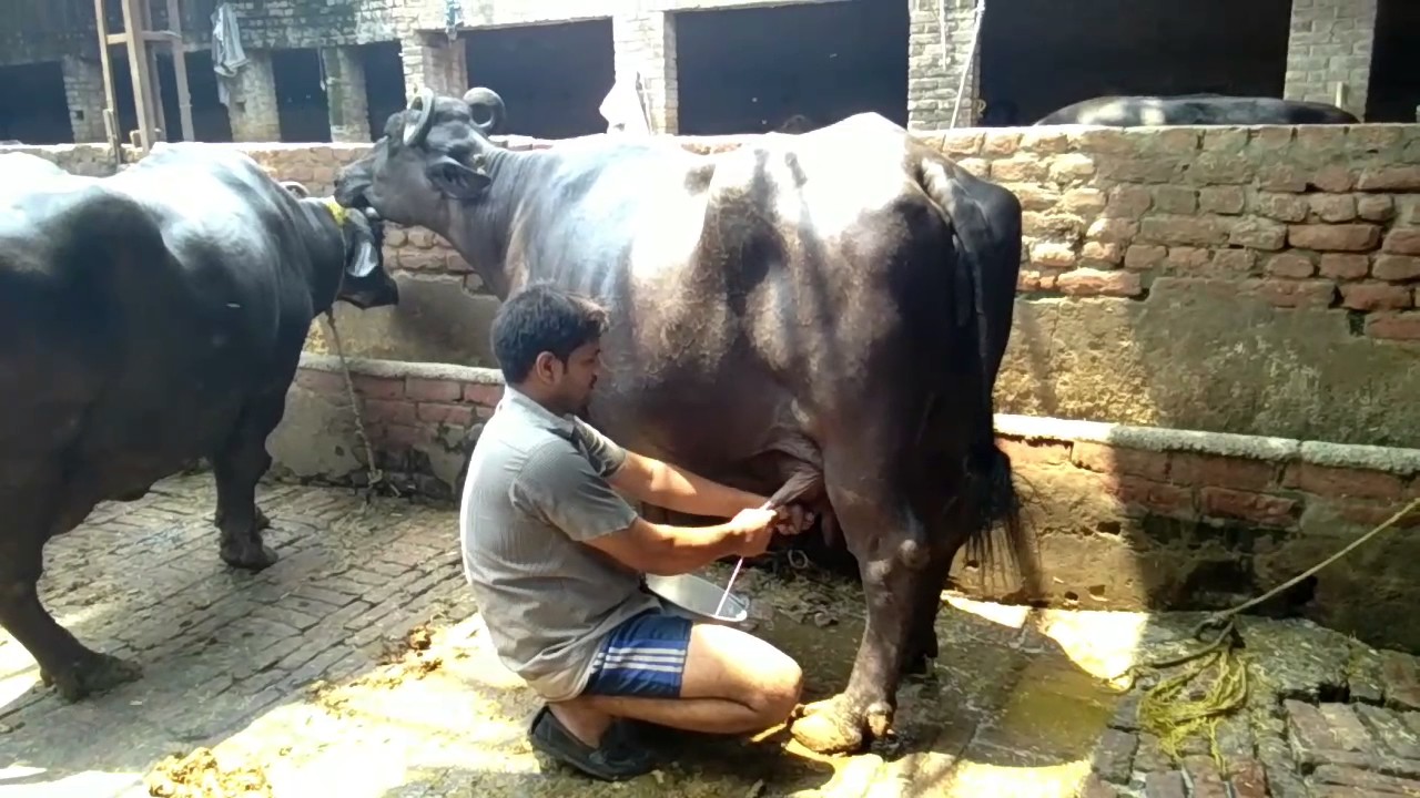 Murrah buffalo milk record in youtube from dairy touch ...