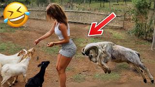 Funniest Animal Videos 2026 😂 Just When You Think Animals Can't Get Any Funnier