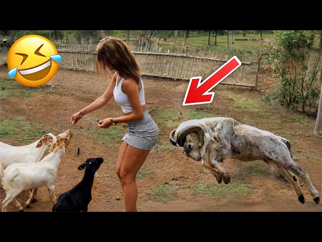 Funniest Animal Videos 2026 😂 Just When You Think Animals Can't Get Any Funnier