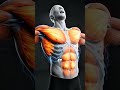 The Hidden Chest Muscle Nobody Trains