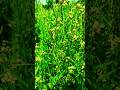 bunga sawi pahit #relaxing #nature #petani