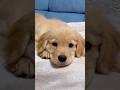 ゴールデンレトリバーの子犬時代を振り返ったら今と変わらなかったww #shorts
