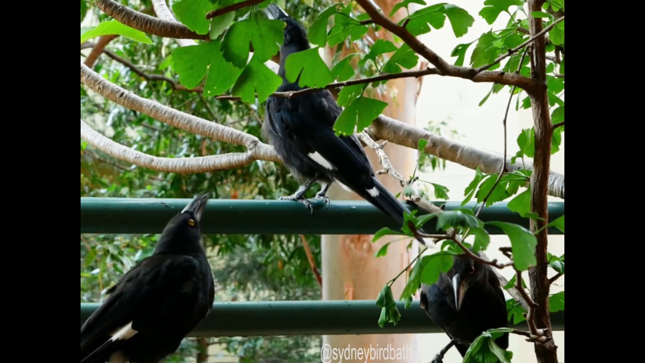 Pied Currawong Song video #1 Sydney Bird Bath 