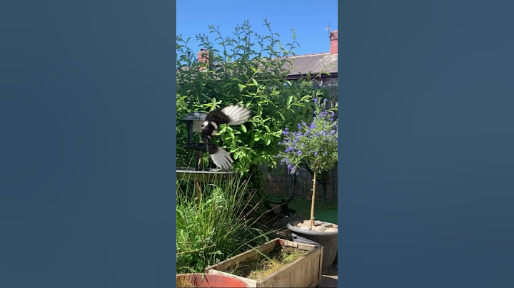 Magpie ambushes blackbirds. Amazing flying skills #magpies #blackbirds