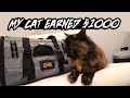 THIS VIDEO EARNED MY Cat $1000...TOURIT Pet Carrier Promo - Airport Approved Cat / Dog Bag