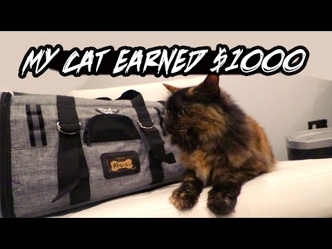 THIS VIDEO EARNED MY Cat $1000...TOURIT Pet Carrier Promo - Airport Approved Cat / Dog Bag