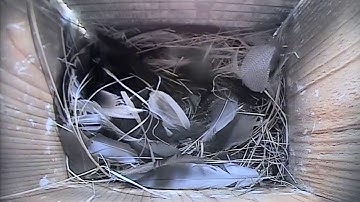 Tree Swallow nest cam