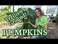 If you're growing pumpkins, here's what you need to know & a seed giveaway