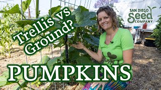 If you're growing pumpkins, here's what you need to know & a seed giveaway