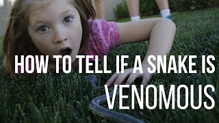 HOW TO TELL IF A SNAKE IS POISONOUS