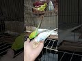হুলুদ কালার ছেলেটা একটু ভয় পায়।🐦 #nurvlogs242 #birds #talkingparot #parrot