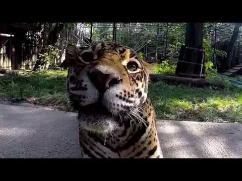 Video: Näpunäited Jaguari Määrimiseks Belize'is - Matador Network