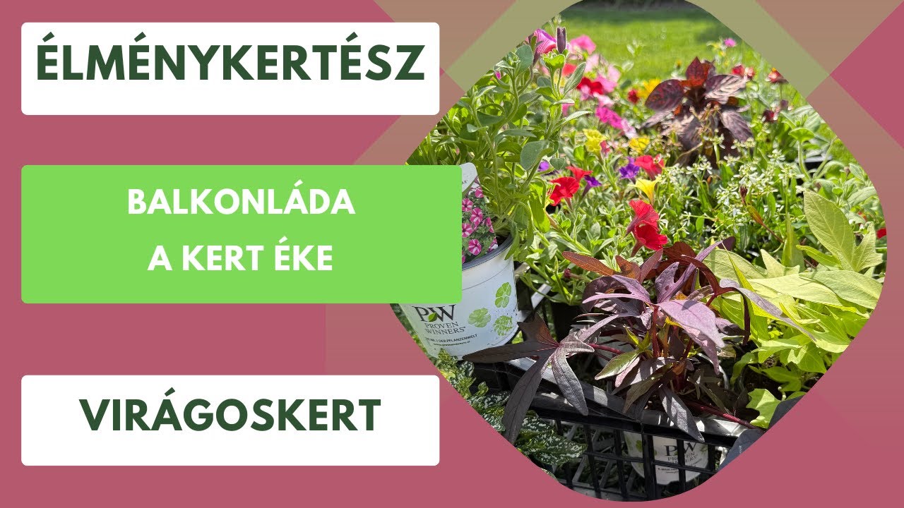 Ezek az egynyári virágok mindenkit lenyűgöznek a balkonon!🌸🌼 Élménykertész tippek