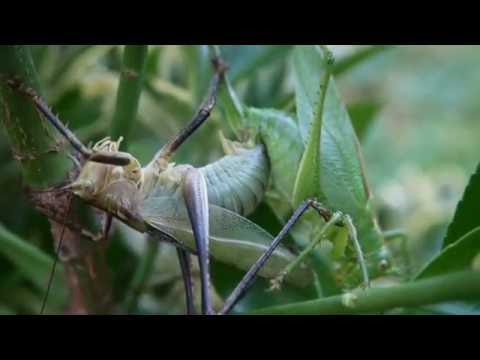 ［見島のいきものたち 137］ 交尾するヤブキリ Tettigonia orientalis（Ⅰ）