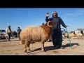 سوق الحدادية اليوم          الدلال أبو غازي والدلال السيد وحركة سوق الغنم والفطيمة والخاروف والكبش