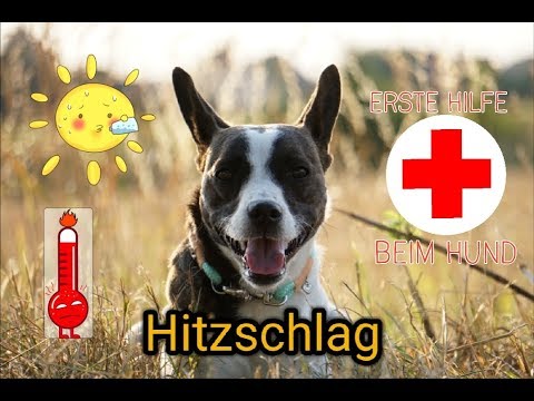 Hitzschlag - Erste Hilfe am Hund // Tipps