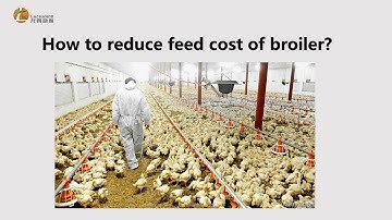 How to Reduce Feed Cost on Broilers-7 Tips to reduce feed costs.