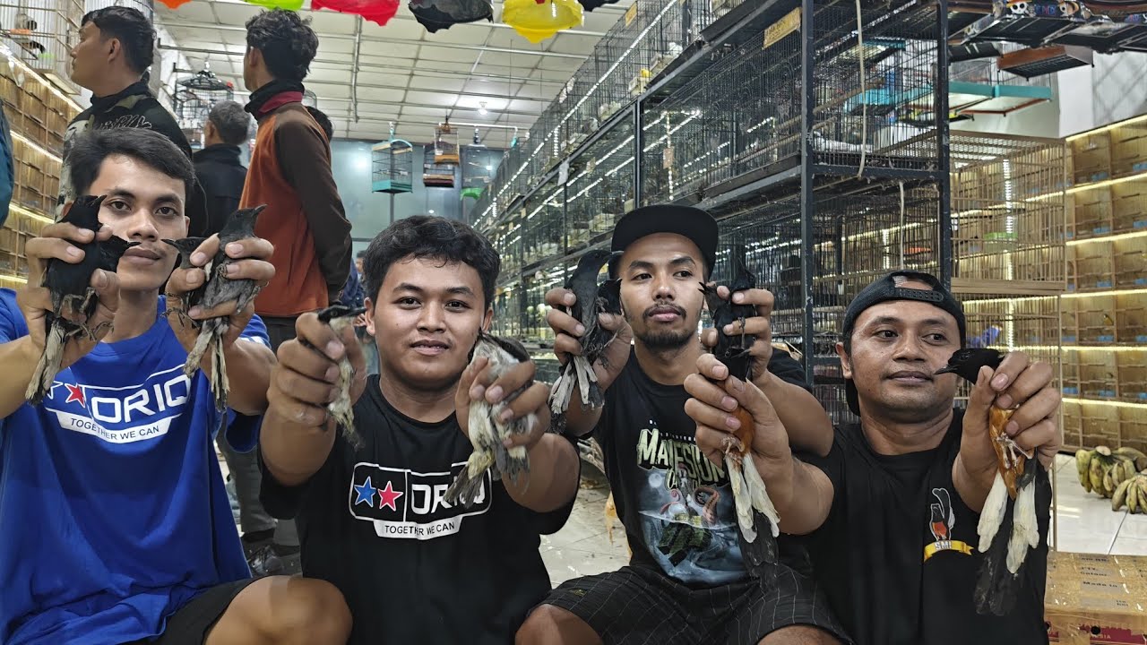 JUAL RUGI !!! BURUNG TLEDEKAN - KACER - JINJING PETULAK - MURAI MH DLL