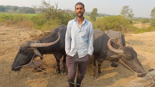 Chandrakanth shinde sells 35 lts buffalo milk everyday