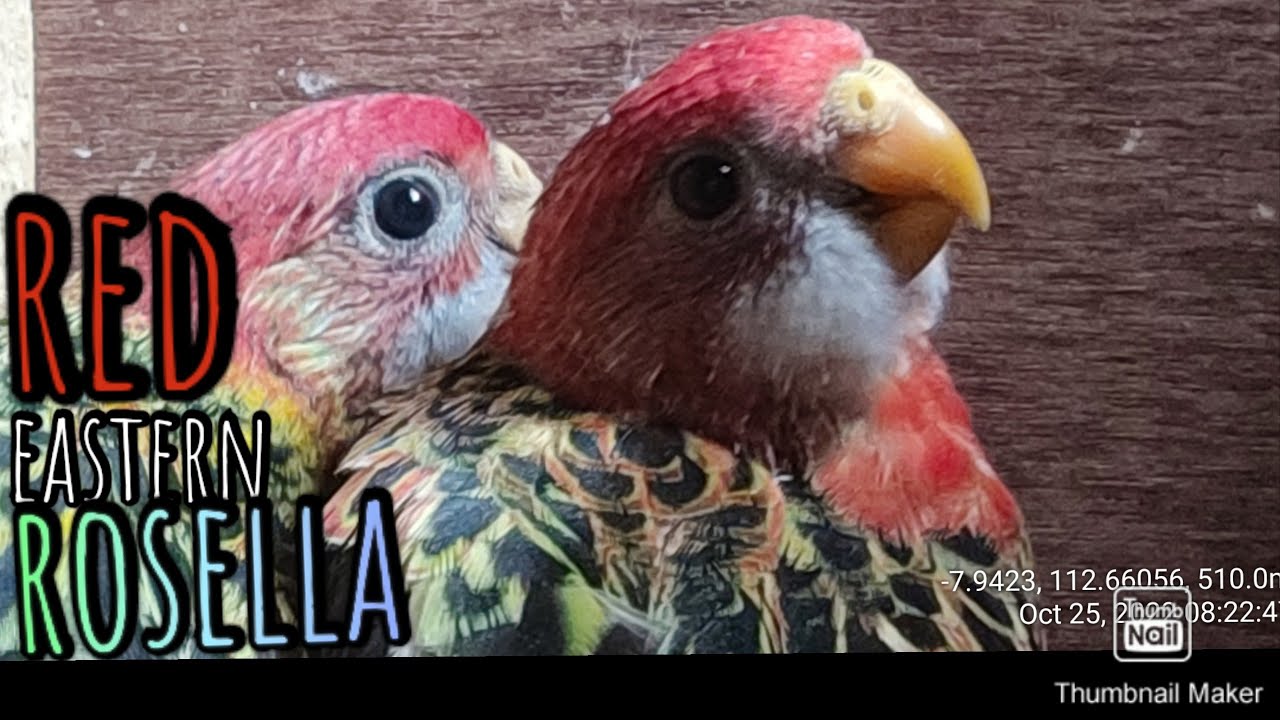 Ternak burung Red Eastern Rosella ke 4 