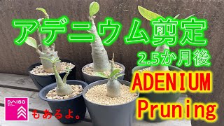 アデニウム剪定 2 5か月後 ダイソーアデニウムも剪定します Adenium Pruning 2 5months Later Daiso Adenium Pruning Youtube