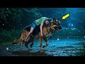K9 Dog Appears at Police Station With Injured Girl — What He Uncovers Launches Federal Raid