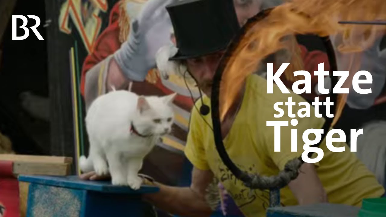 Katze statt Tiger: Der Haustierzirkus 