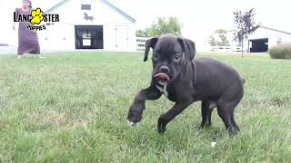 Boxer Puppies
