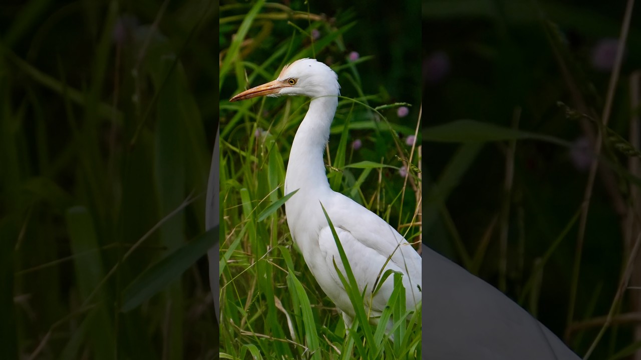 Cattle Egret.The Cattle Egret (Bubulcus ibis) location kerala gears used Sony m4 with 200-600