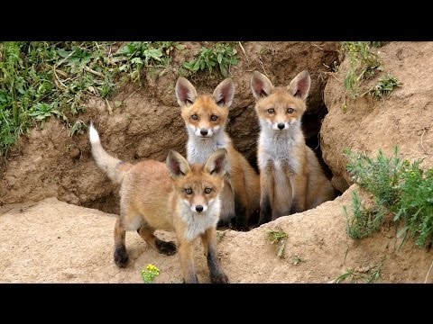 Лиса в дикой природе. Наблюдаем за лисятами.