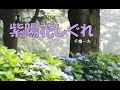 紫陽花しぐれ 歌・千葉一夫 cover・てんぷら