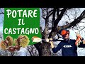 Come e quando POTARE il CASTAGNO