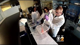 Dr. Max Gomez: Trauma Foam Could Save Lives