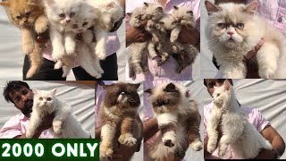 Persian kittens available in Hyderabad | pure Himalayan cats | calico Persian kitten in Talabkatta