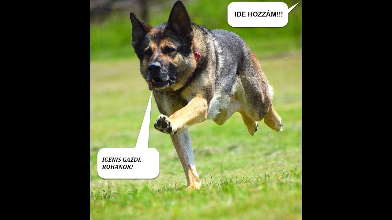 A kutya behívásának tanítása - 1. rész