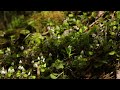 Цветы в лесу. Звуки природы весной. Flowers in the forest. Sounds of nature in spring.