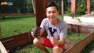 Pets Star Aldabra Tortoise Basic 亚达伯拉象龟