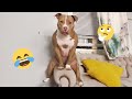 I dare you not to LAUGH at these FUNNY DOGS 😁🦮 - Best Funny Animals Videos 2025 #192