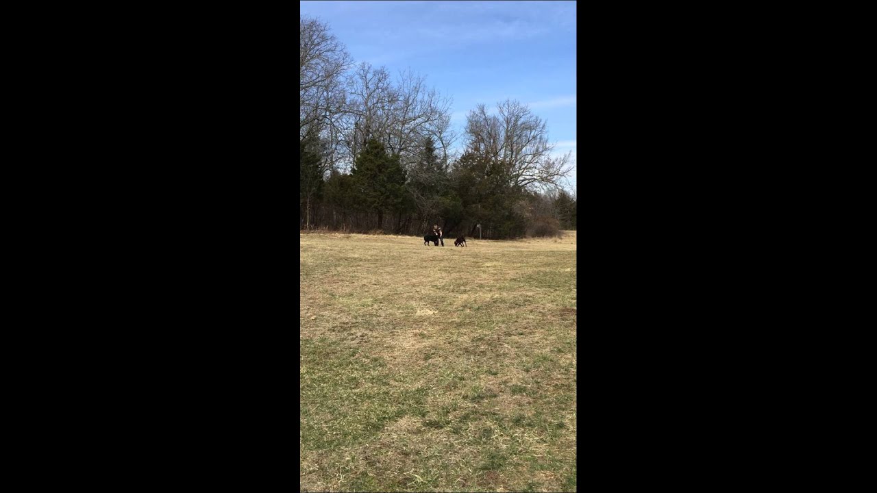 Long Distance Commands - Service Dogs By Warren Retrievers