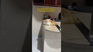 Also the best❤️ #cat #catexpenses #funnyvideo #catmoments #viralshorts #youtubeshorts #fyp #trending